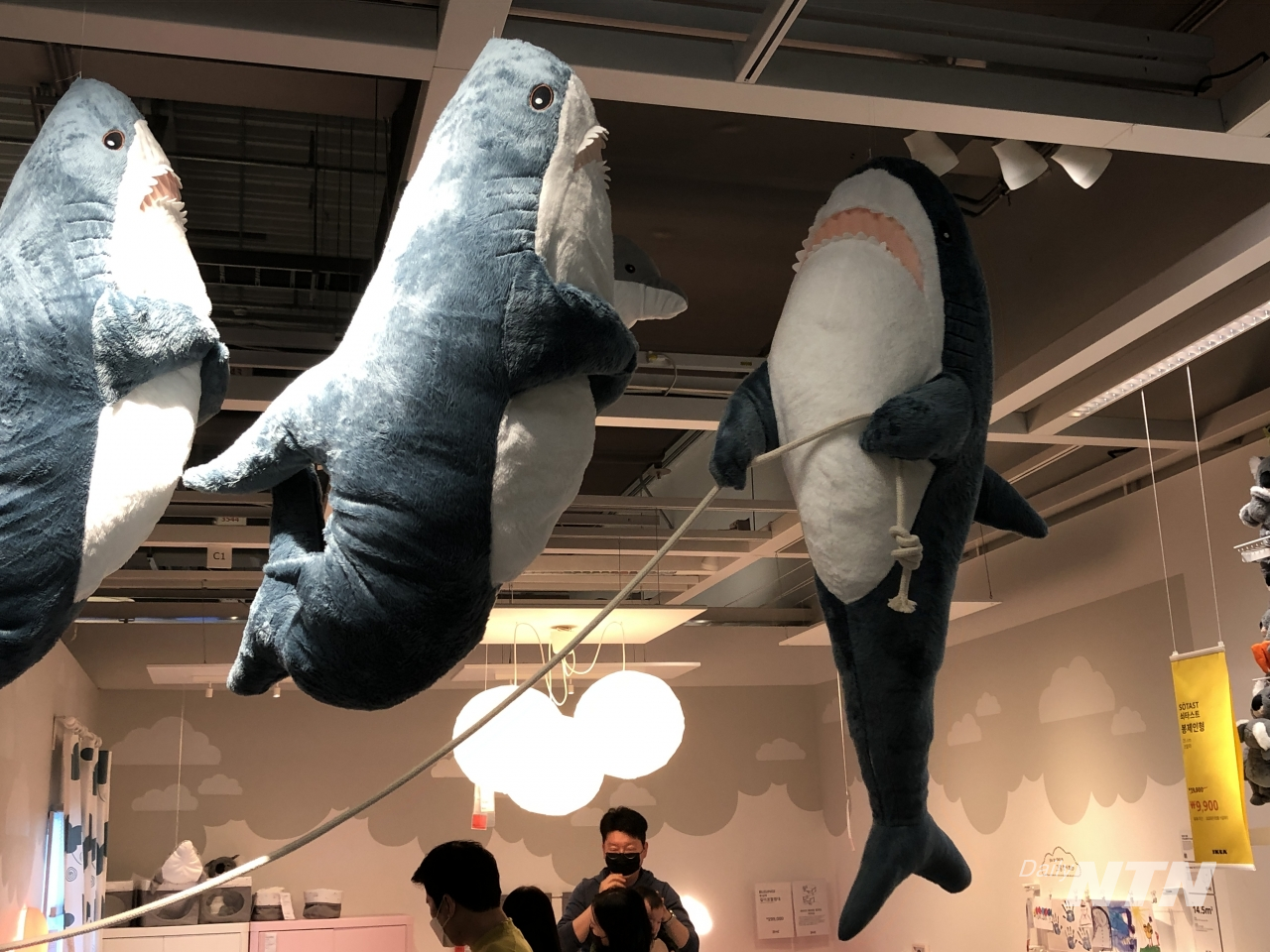 이케아 고양점 가구 매장에 스웨덴 상어 인형이 장식돼 있다. / 사진=이상현 기자